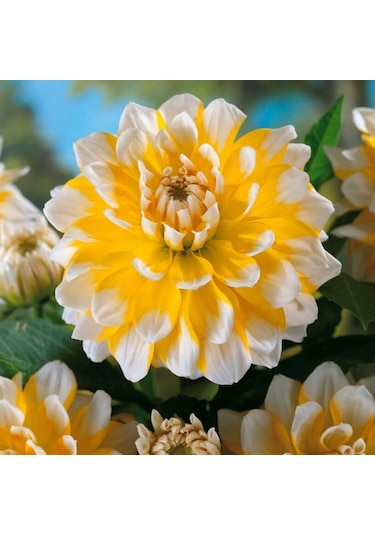 Dev Çiçekli Seattle Dahlia Yıldız Çiçeği Soğanı Yumrusu 1 Adet