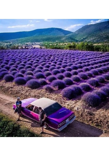 50 Adet Lavanta Açık Kök Intermedia Fidanı Fidesi