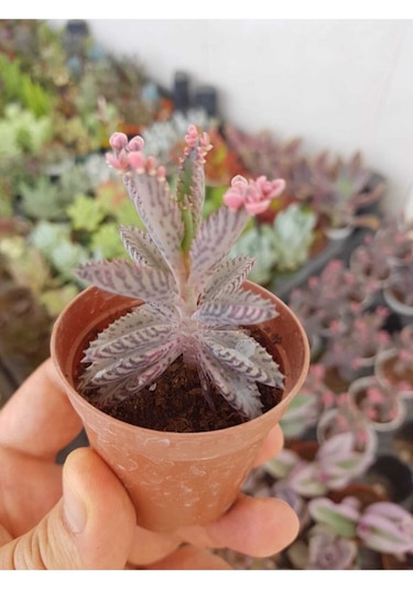 Pembe Aşkın Gözyaşı Çiçeği Sukulent
