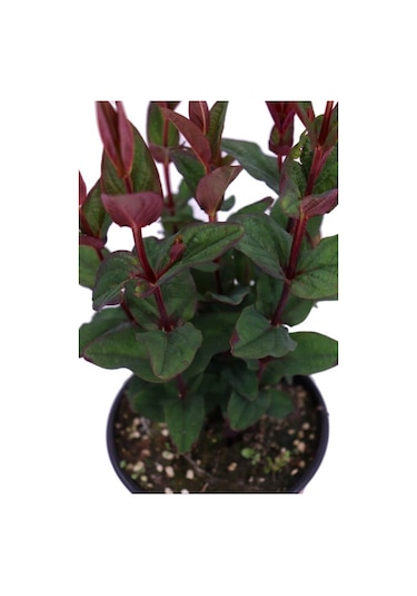 Siyah Kantaron Çalısı - Hypericum Inodorum Magical Black