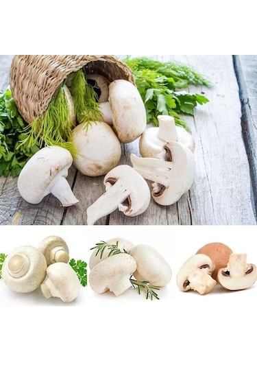 Dahil 20000 Adet KüLür Mantarı Tohumu