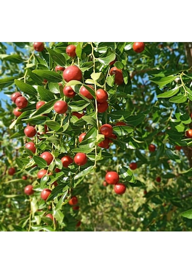 Seymen Bademliği Hünnap Meyvesi 1 KG