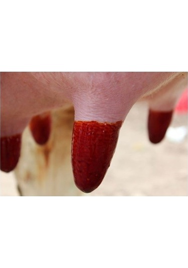 Ambic Sağım Sonrası Meme Daldırma Kabı-Sarı-İngiliz  Menşei