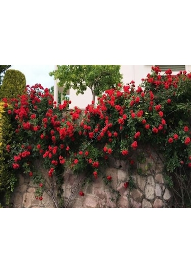 Kırmızı Yediveren Sarmaşık Gül Fidanı 15-25 Cm