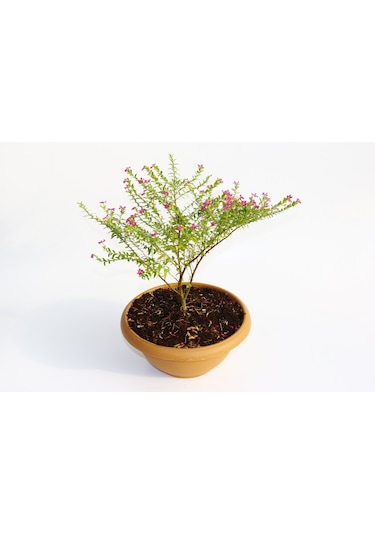 Bonsai Kufeya Cennet Çiçeği