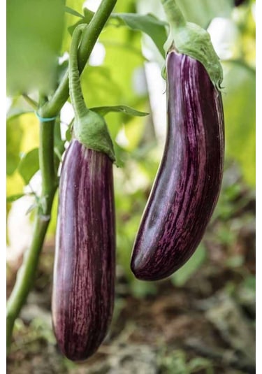 Süper Paket 150 Tohum Nadir Ithal Benekli Kemer Patlıcan Tohumu