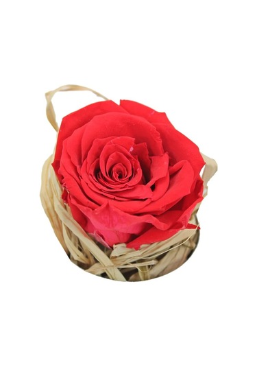 Şoklanmış Solmayan Gül. 5 CM - Kırmızı