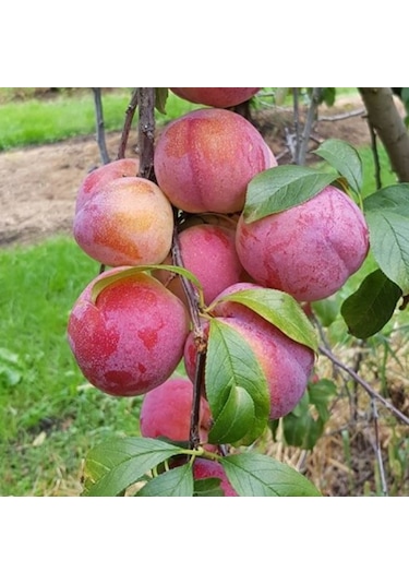 Tüplü Tüplü Dev Meyveli Autumn Giant Erik Fidanı