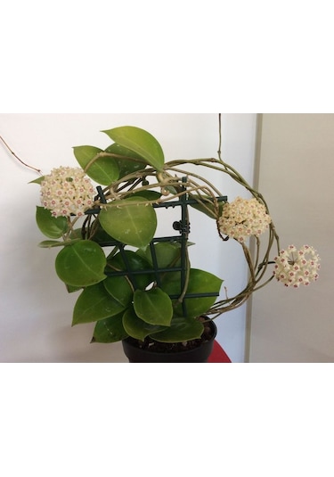 Mum Çiçeği – (Hoya carnosa) - Askılı Saksıda