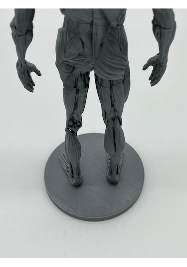 İnsan Anatomisi Erkek - Kas Ve Kemik Detaylar - 35 Cm