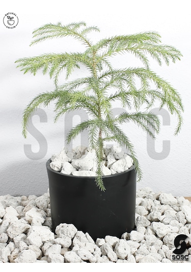Sosc Natural Beyaz Dekoratif Pomza Taşı, 2-4 Cm, 10 Litre, Drenaj