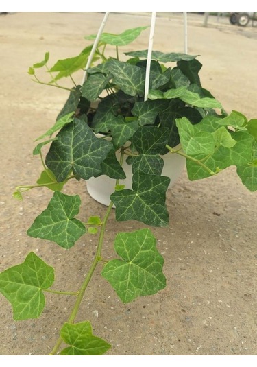 Hedera Helix Sarmaşığı Saksıda 1 Adet 30-40cm