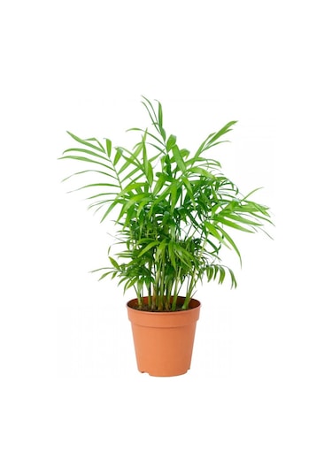 Dağ Palmiyesi Bitkisi chamaedorea Elegans 30-40 Cm