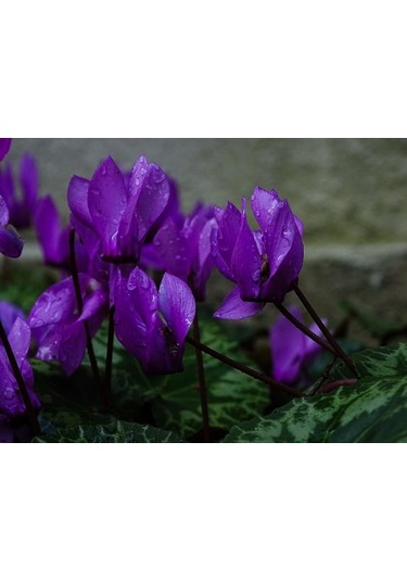 3 Adet Koyu Mor Renkli Sıklamen Çiçeği Soğanı