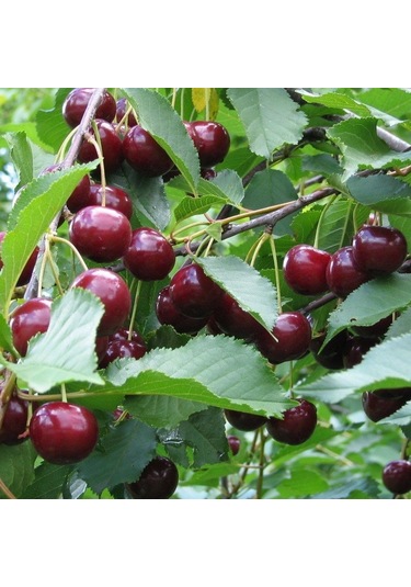 Tüplü Yarı Bodur Kütahya Vişne   Fidanı