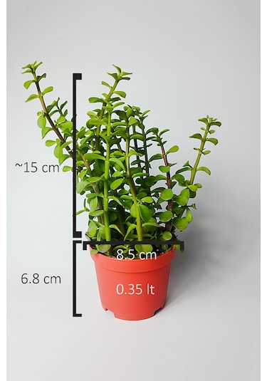 Fil Azığı Portulacaria Afra Para Çiçeği 8.5 Saksıda