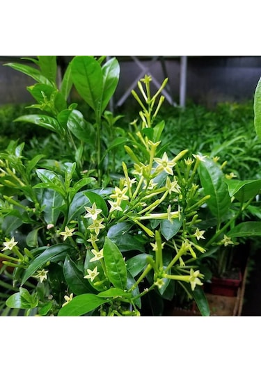 Melisa Çiçeği Fidanı 3 Adet - Cestrum Nocturnum N11.527