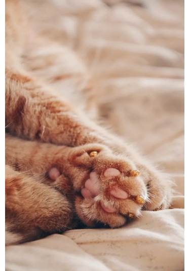 E.lekar' Kedi Tırmık Kesici Tırnak Koruyucuları, Tırnak Koruyucuları 40 Adet S 164364918