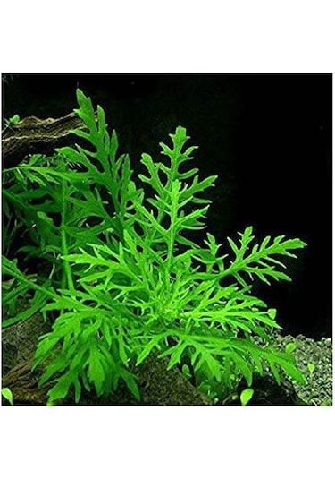 .hygrophila Difformis Çınar 10 Kök