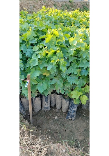 Sultaniye Çekirdeksiz İzmir Üzümü Asma Fidanı