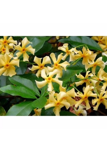 Sarı Çiçekli Sarmaşık Yasemin "star Of Toscane" 1-2 Yaş Arası