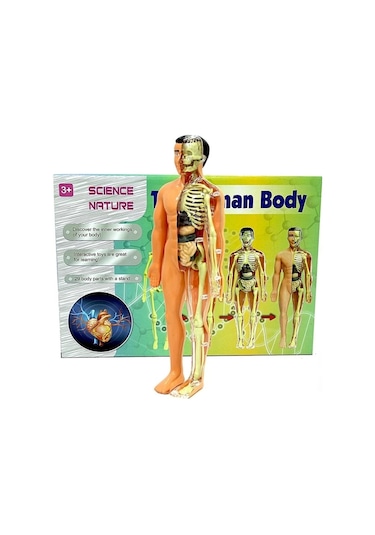 Mey İthalat The Human Body İnsan Vücudu 3d Eğitim Seti 3302