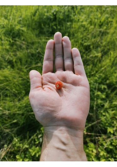 15 adet Karadeniz Kokulu Yabani Dağ Çileği Fidesi Açık Köklü 10-20 Cm