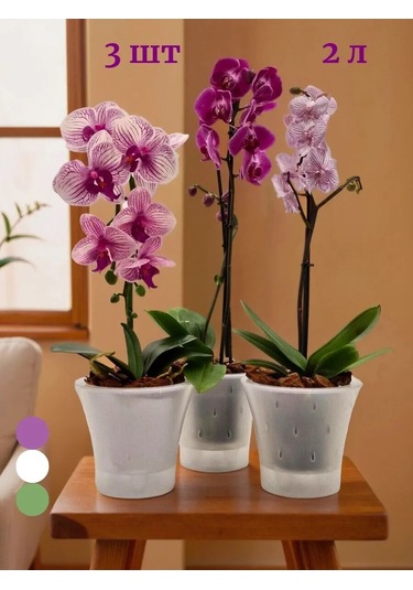 Live-in-green 2l Şeffaf Plastik Orkide Saksı S 342131425