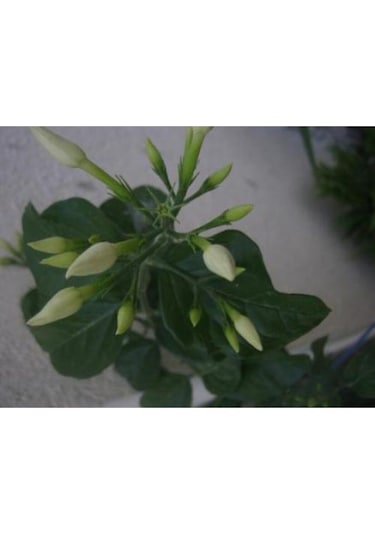 Serada Decor Plant Ful Yasemin Çiçeği Beyaz Yasemin 40 Cm Saksılı