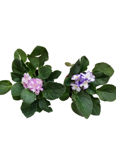 2 Adet Katmerli Afrika Menekşesi Yerli Üretim Alaca Çift Renkli