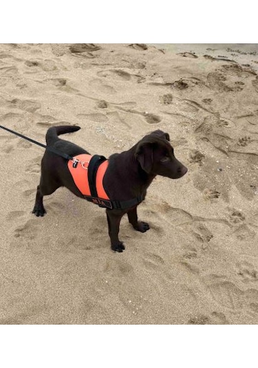 Kişiye Özel, Isimli K9 Köpek Tasması, Göğüs Tasması Turuncu