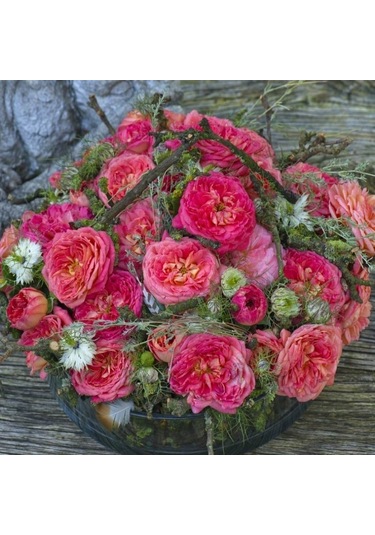 Tüplü Yediveren Quen Of Hearths Kokulu Gül Fidanı