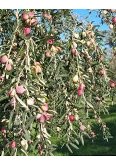 5 Adet Zeytin Fidanı Ayvalık Tüplü 1,5 Yaşında 70 Cm 12 Ay Dikim