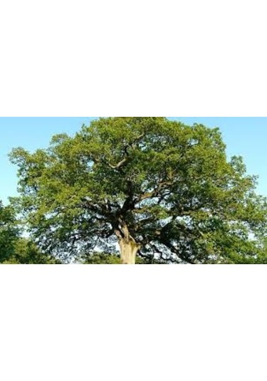 2 Adet Tohum Palamut Ağacı Tohumu Dev Palamut Ağacı Tohum