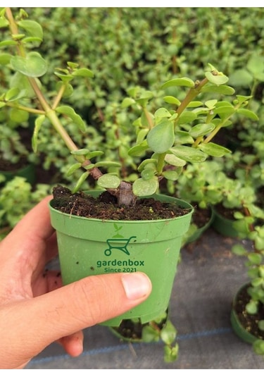 Masa Ofis Çiçeği 1 Adet Saksılı Yeşim Çiçeği 10-15cm Crassula