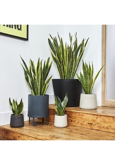 Paşa Kılıcı - Peygamber Kılıcı Sansaveria Trifasciata 20-30 Cm 2 Adet