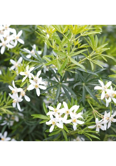 Meksika Portakal Çiçeği Beyaz 1-2 Yaş Arası Saksılı