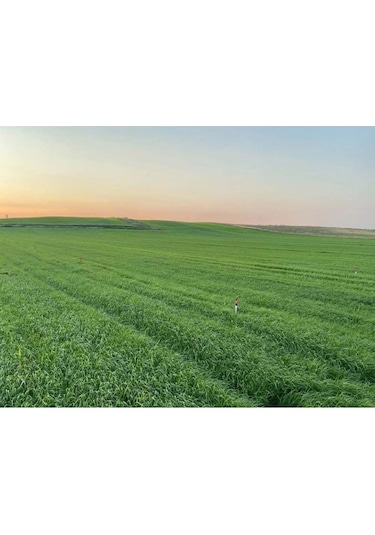 İtalyan Çimi Süt Otu İthal Reygras Tohumu 5 Kg 1