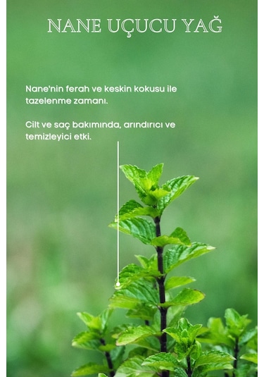 Bade Natural Nane Uçucu Yağı 10 ML