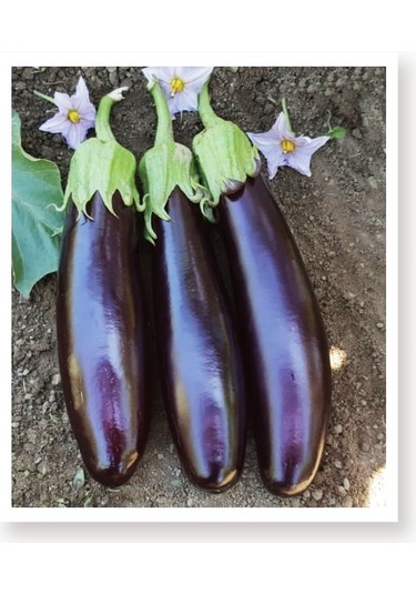 AGRodal Tarım Ata Tohumu Yöresel Doğal Kemer Patlıcan Tohumu 1000 Ad Toh