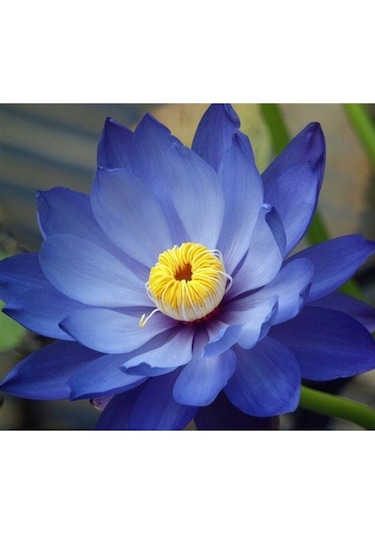 Karışık Renkli Lotus Çiçeği Tohumu