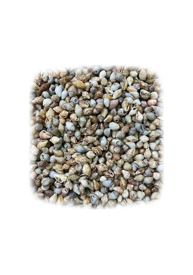 Nassa Shell Kiloluk Deniz Kabuğu 500 GR Yerli