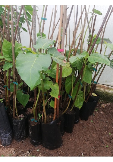 Tamarillo Domates Ağacı 70-100 Cm Tüplüdür