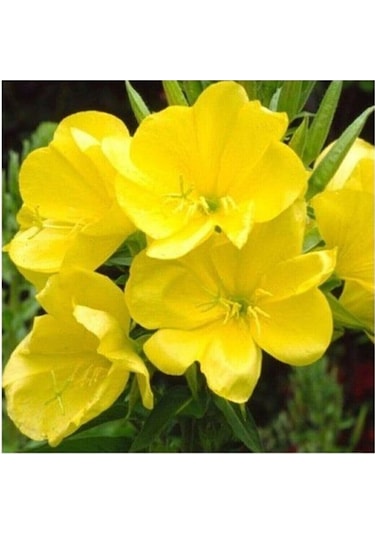 Tohumculuk Süper Paket 100 Adet Tohum Ezan Çiçeği Tohumu Gece Mumu Tohumu