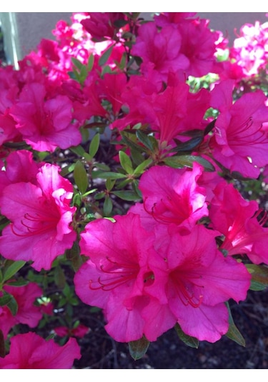 Açelya Fidanı Baharın En Güzel Habercisi: Açelya 2 Yaşında Tüp...