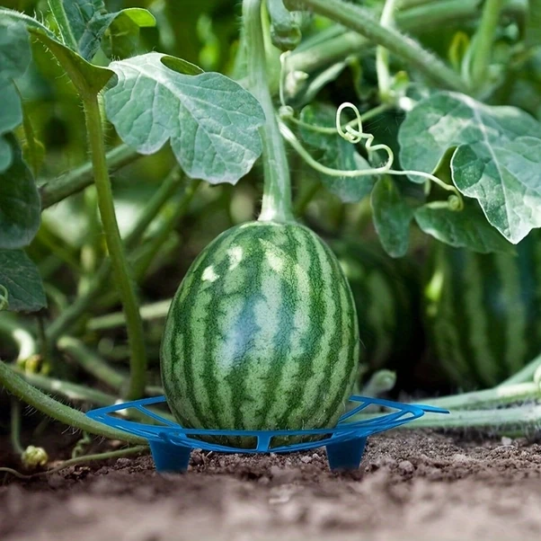 Chuangyinshop Dayanıklı Mavi Plastik Karpuz Kabak Askısı Paslanmaz Meyve Destek Seti