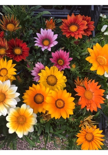 10 Adet Nadir Bulunan Kazanya Çiçeği Tohumu Gazanya Çiçek Tohumu Saksı Toprak Hediyemizdir
