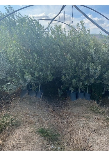 4 Yaş Gemlik Zeytin Fidanı