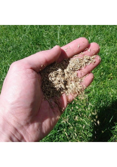 EverGReen 6'Lı Karışım Çim Tohumu 450 GR Karışım Çim Tohumu