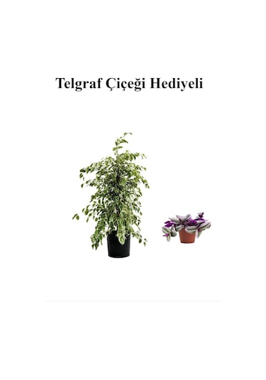 Hediyelik Beyaz Alacalı Benjamin Bitkisi Sevgililer Gününe Özel Telgraf Hediyeli